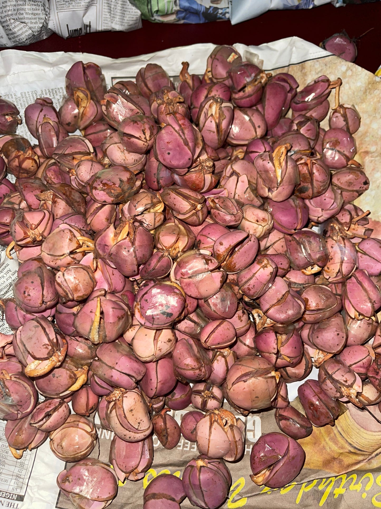 Kola -This Season (By the Piece)