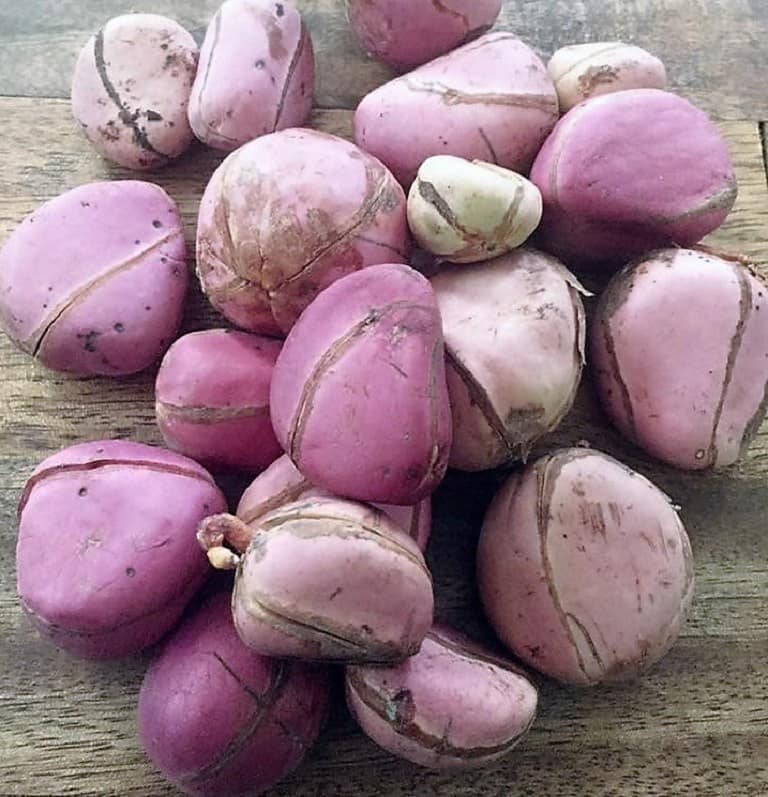 Kola -This Season (By the Piece)